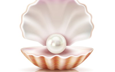 Pearl Logo The Shell Logo Sea Shell Logo